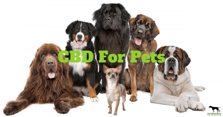 CBD Oil Holistapet - Dog Parents Should Buy CBD Products Online